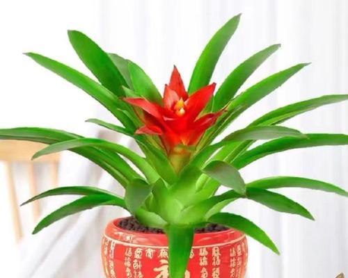 以绿萝为主题的盆景艺术（绿萝盆景的种植技巧与美学魅力）