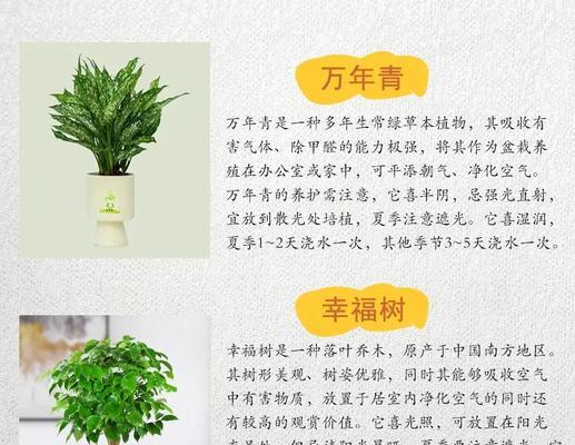 水培万年松的养殖方法详解（打造室内美丽绿植，以水为根，万年松焕发生机）