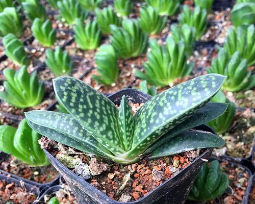 植物繁殖的奇妙之旅——以子宝的分株方法（以子宝分株，传承生命的美妙）