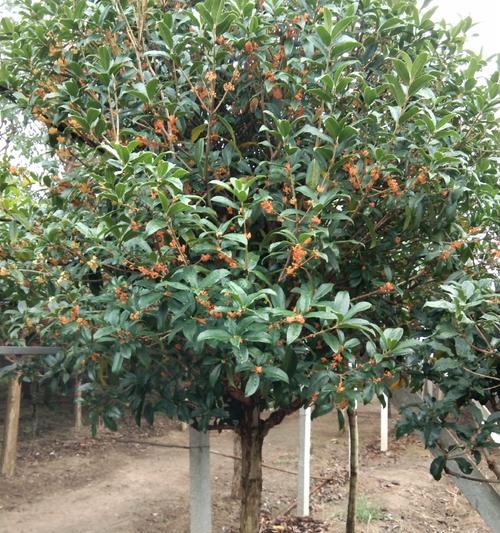 北方适合种植桂花树的条件与技巧（解析北方种植桂花树的适应性及关键要点）