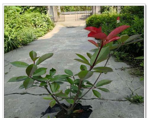 石楠球形修剪的技巧与方法（打造完美球形造型，让石楠更加迷人）