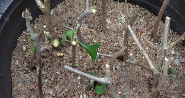 11月份扦插三角梅能成活吗？（探究11月份扦插三角梅的成活率及注意事项）