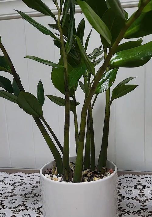 水培扦插花的选择与养护（从水培扦插到盛开绽放，探索适合水培的花卉之道）