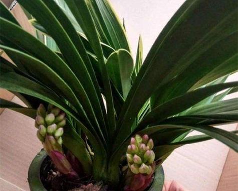 中国龙兰花——养殖技巧与经验分享（探索中国龙兰花的独特魅力和养护要点）