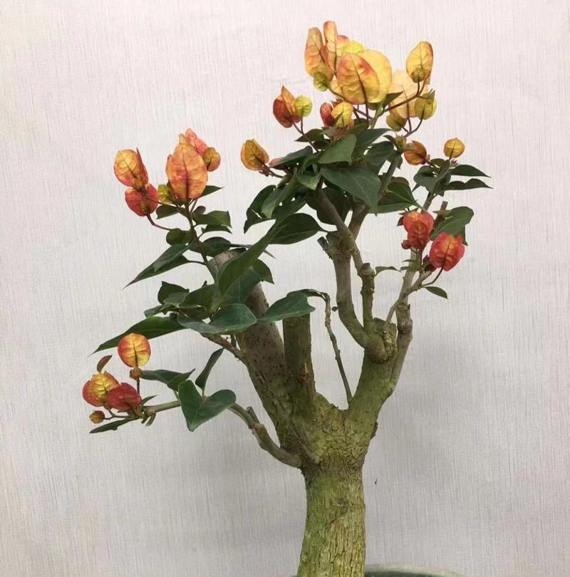 以圆头形三角梅盆景为主题的造型艺术（创意与技巧相结合，打造独特的盆景魅力）