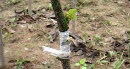 黄葛兰扦插繁殖的技巧与要点（掌握黄葛兰繁殖的窍门，打造花园的绿色背景）