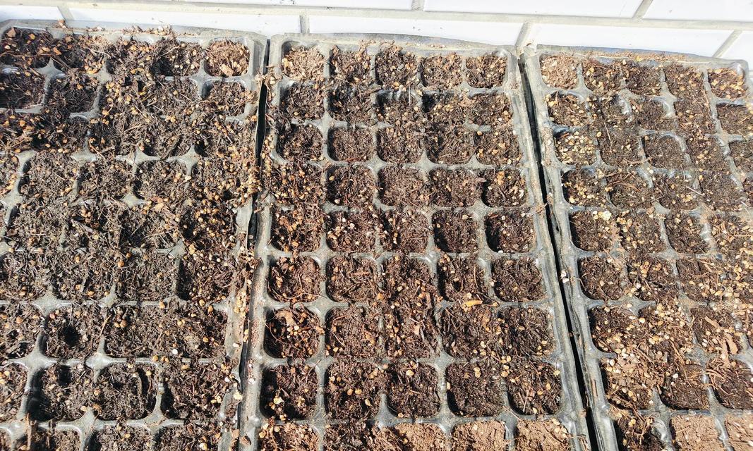 耧斗菜花养殖方法（打造丰盛的耧斗菜花园，你需要了解的技巧和注意事项）