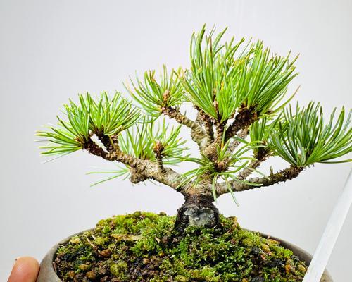 我国盆景产业的优势（探寻盆景产业的潜力和发展前景）