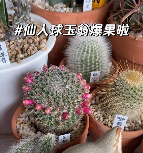 吃仙人球能否治愈肿瘤？（探究仙人球对肿瘤的疗效与安全性）