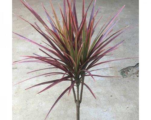 以三色千年木扦插为主题的研究与种植技巧（探索三色千年木扦插的繁殖方法，助力其广泛种植）