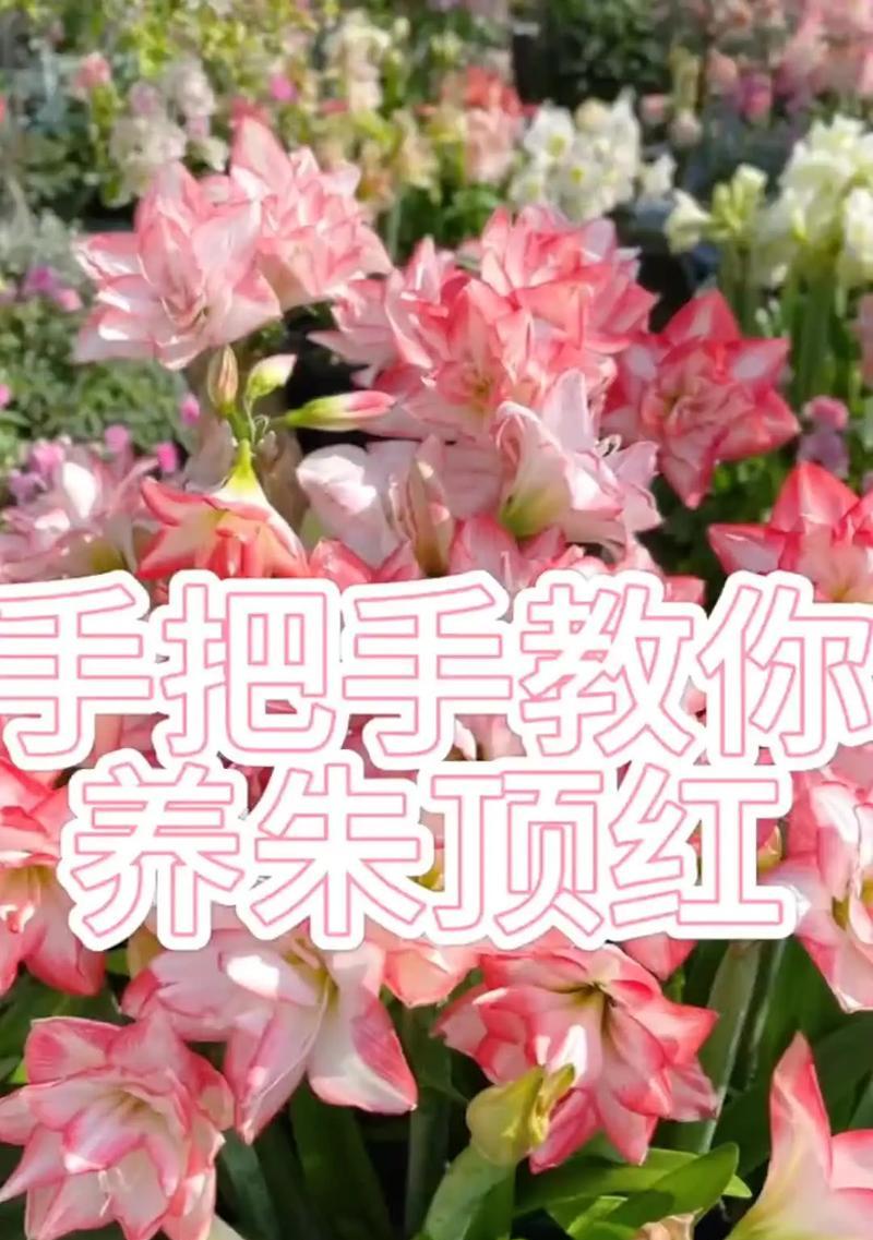 如何养护朱顶红使其开花艳丽（关键养护技巧与注意事项）