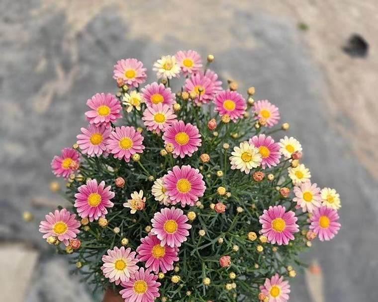 百万小铃秋季养殖方法（打造丰收的秋季小铃养殖之道）