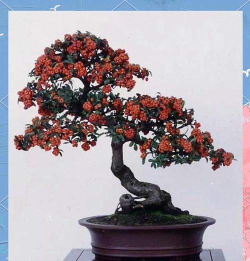 火棘盆景的养殖技巧（打造美丽小世界的秘密）
