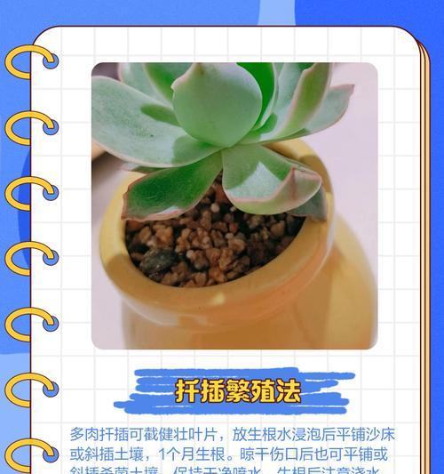 仙人掌扦插的技巧与方法（从新手到专家，掌握仙人掌繁殖的诀窍）