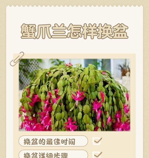 《大盆蟹爪兰修剪方法大全》（提高蟹爪兰观赏价值的关键技巧）