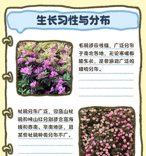 毛鹃花的养殖与管理（打造美丽花园的秘密步步高升的专业技巧）