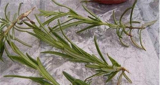 以芙蓉树的养殖方法（打造花园的必备技巧，从芙蓉树开始！）