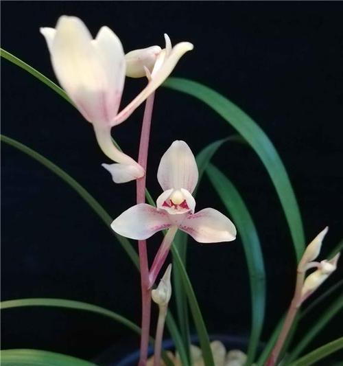 玉芙蓉兰花属于什么品种？（探索玉芙蓉兰花的种类及特征）