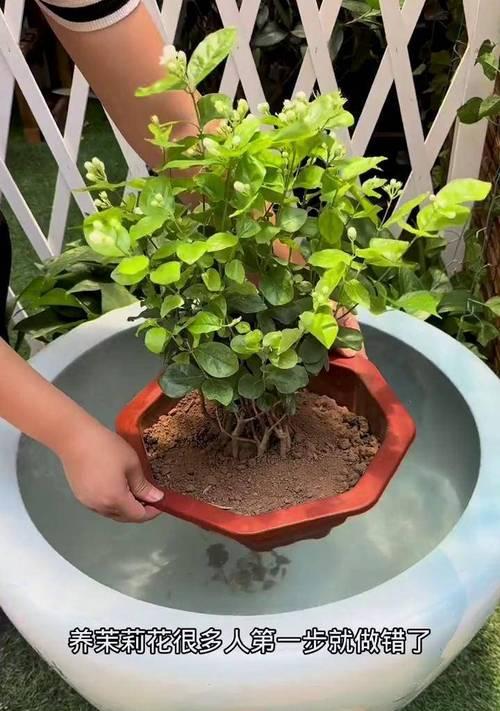 自来水浇盆景的利与弊（解析自来水浇盆景的可行性及影响）