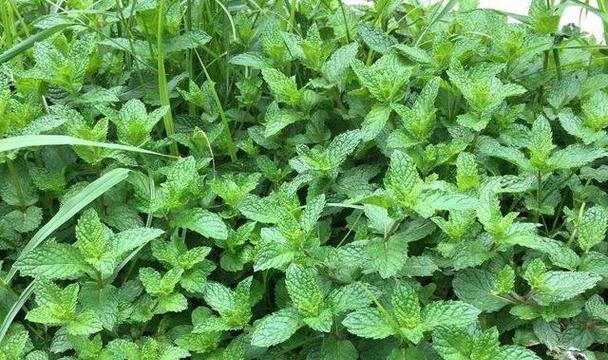 以石香菜怎么种植方法（详细介绍如何种植石香菜及其关键步骤）