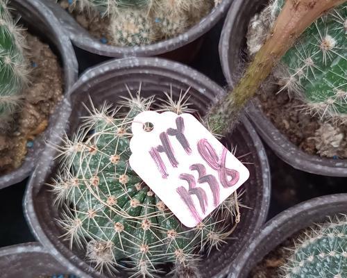 仙人球的肥料选择与使用（选择合适的肥料，助力仙人球生长茁壮）