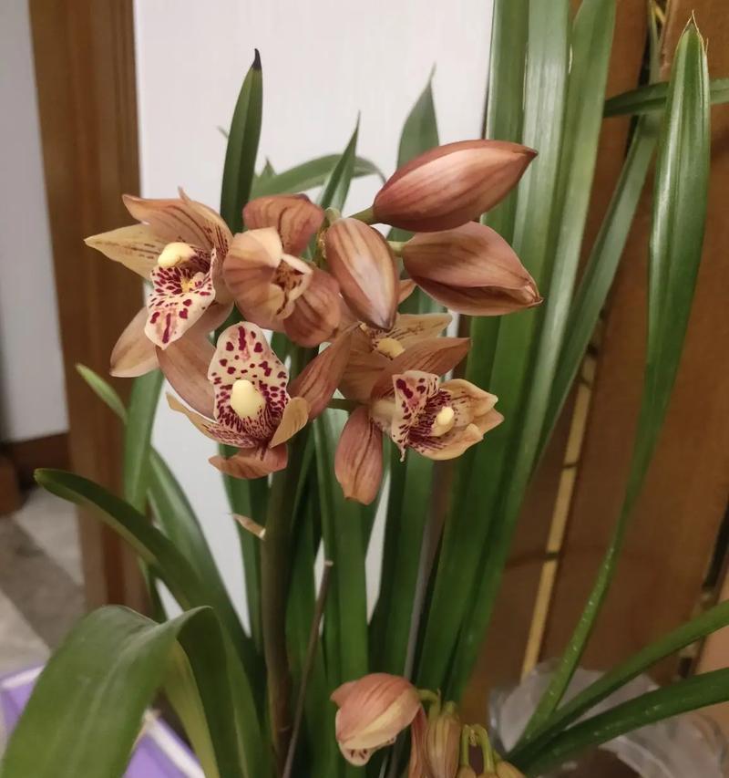 家居养兰花的注意事项（兰花在家中的养护方法及禁忌）