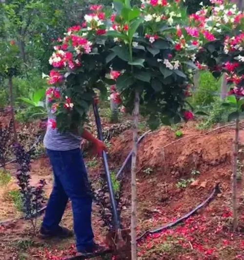如何成功移植以锦带花盆景（室内美丽盆栽的重新安置）