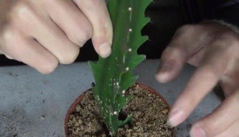 仙人指扦插的技巧与注意事项（打造健康繁茂的仙人指植株，你需要知道的关键要点）