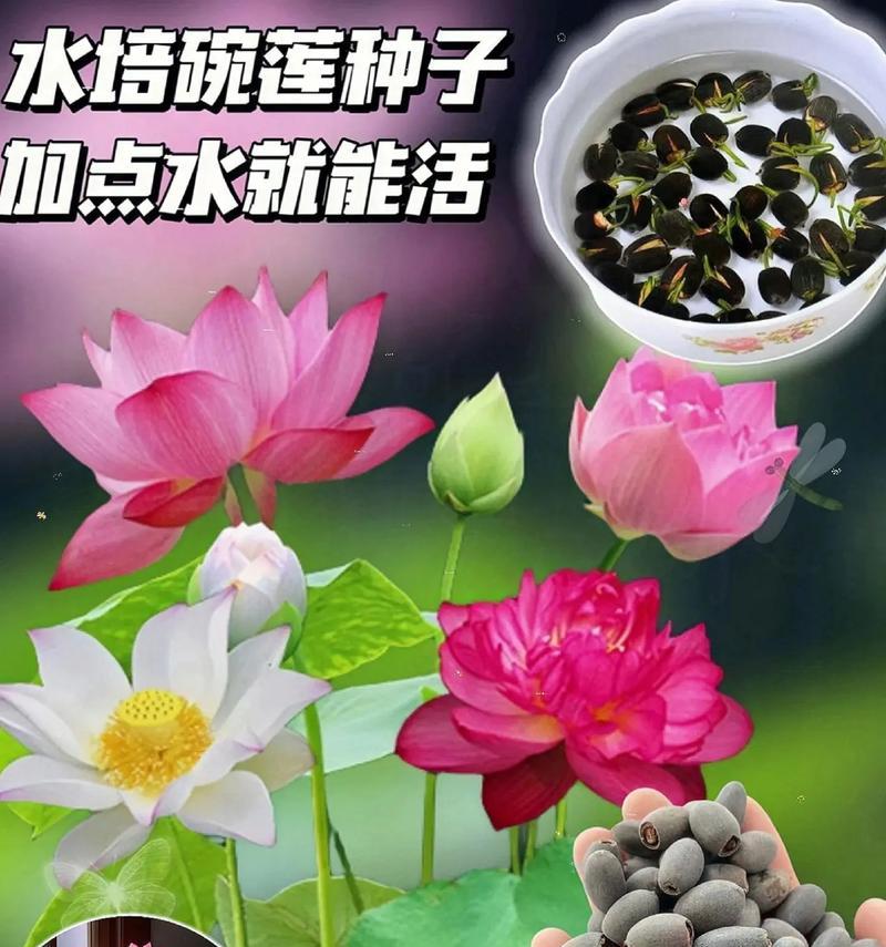 盆景荷花的养殖方法（打造居家清新水乡景致）