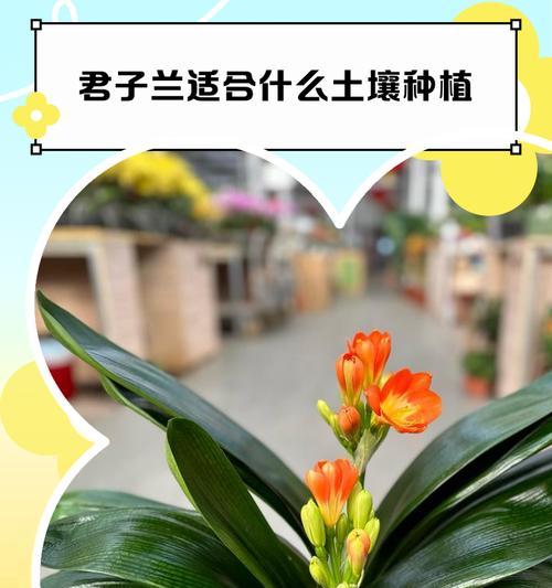 养护君子兰的土壤和换盆技巧（为您提供君子兰健康生长的土壤和正确换盆方法）