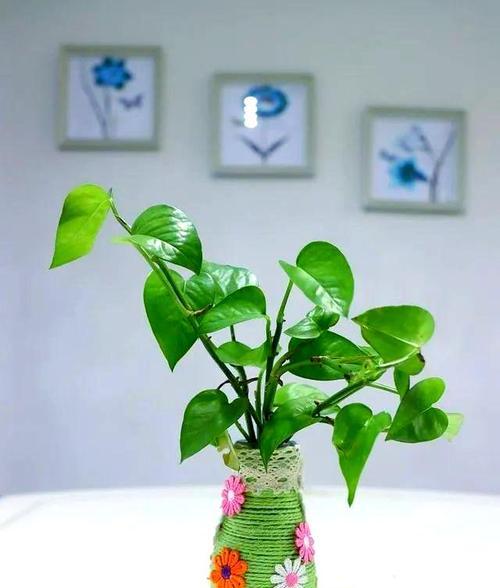 绿萝水培指南（掌握绿萝水培的技巧，让你的绿植更健康）