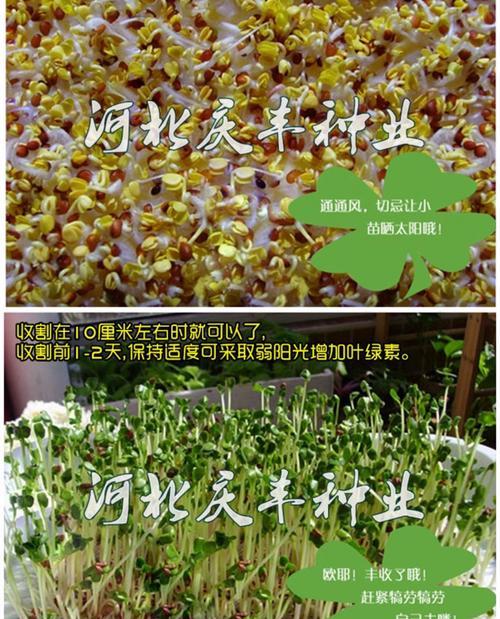 水培豌豆苗的种植方法与时间（轻松种植水培豌豆苗，享受绿意盎然）