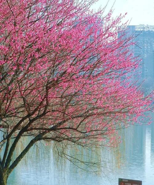 以梅花开了什么意思？（探寻梅花背后的内涵与启示）