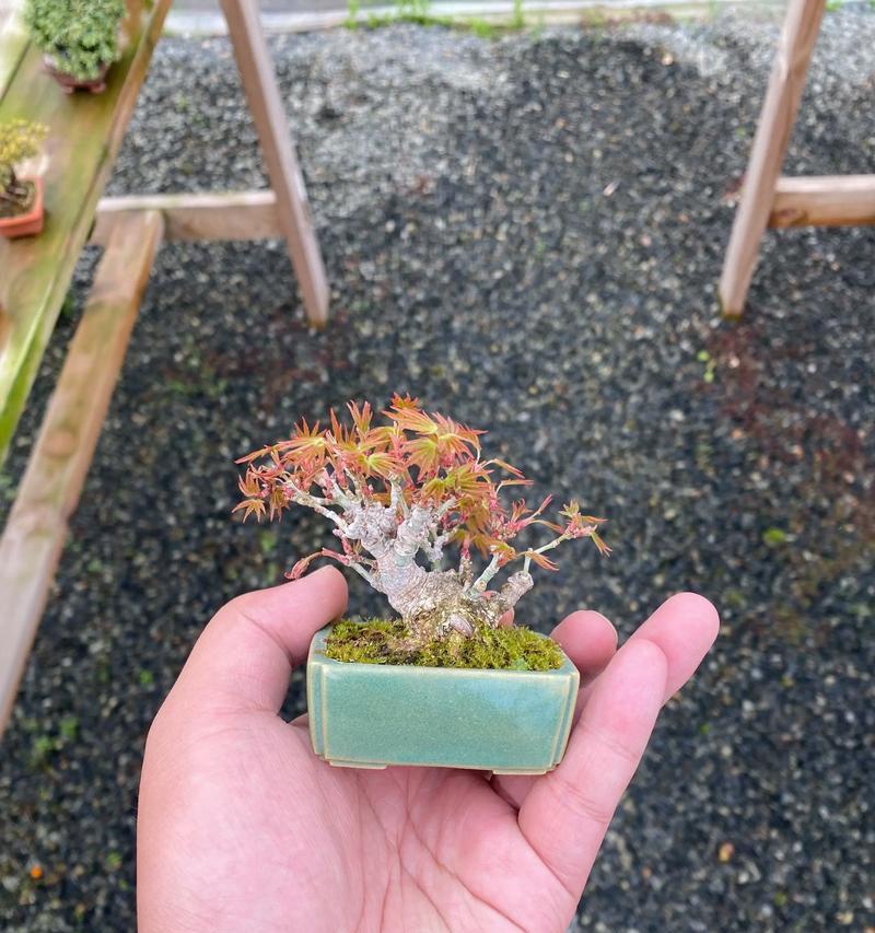 枫树在冬天为什么会掉叶？（探究盆景枫树冬季叶片脱落的原因及对植物生长的影响）