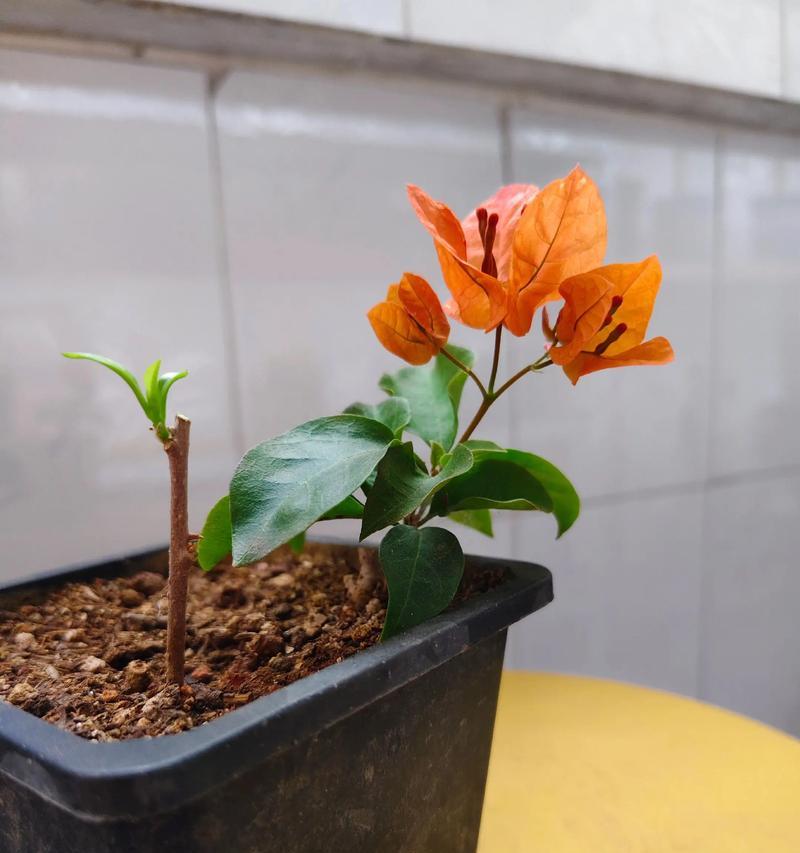 秋天适合扦插的花（丰收季节的花园点缀，秋天的花卉扦插技巧大揭秘）