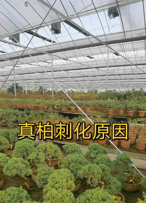 以真柏的养殖方法及注意事项（打造绿色家居的好帮手，真柏养殖秘籍）