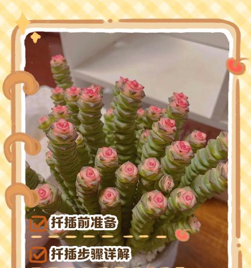 多肉植物十一月份扦插指南（探索秋季多肉扦插的窍门，让你的多肉植物生根发芽）