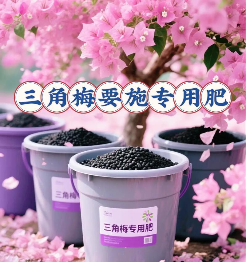三角梅开花肥料的选择与使用（探究三角梅开花所需肥料，轻松打造美丽花园）