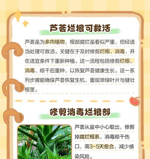 芦荟水培生根方法（简单易行的芦荟繁殖技巧）
