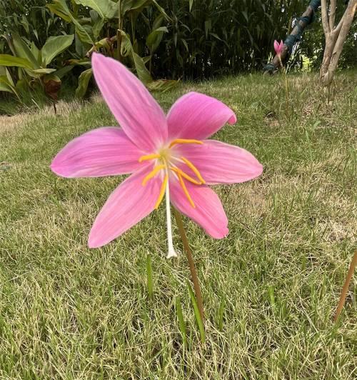 韭莲种植方法——打造丰收的韭菜园（从选种到采收，轻松掌握韭菜的栽培技巧）