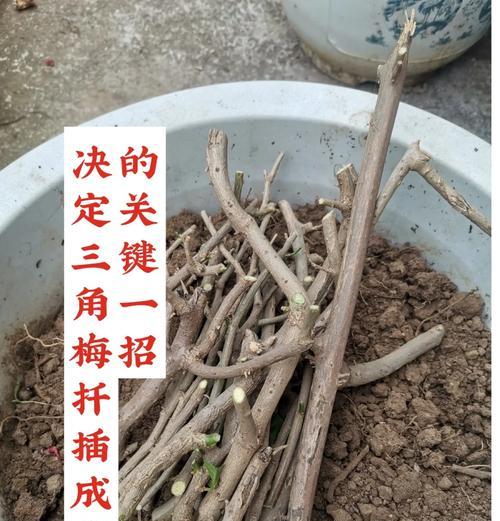 十月份茶梅能否进行扦插？（探讨十月份茶梅扦插的可行性及技巧）