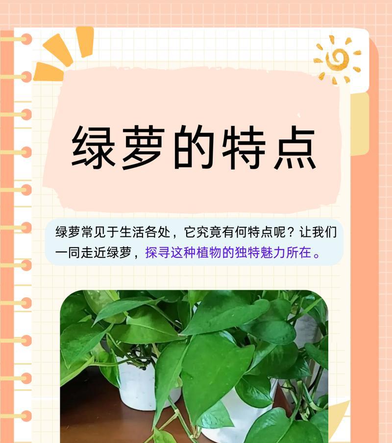 绿萝花的持久之道——长期使用的秘密（经过多年的考验，绿萝依然为您带来清新与美丽）