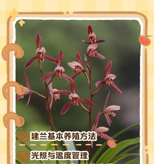 养殖金丝马尾的方法与技巧（打造高效可持续的建兰金丝马尾养殖体系）