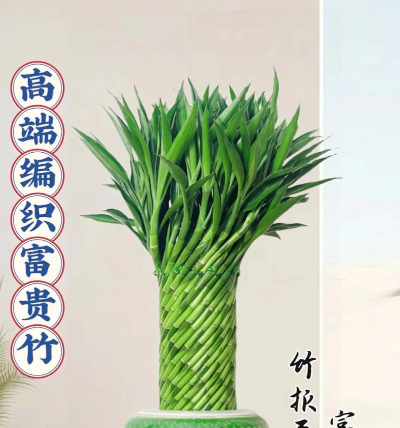 富贵竹盆景的制作与养护技巧（以大叶富贵竹为主题的盆景，打造室内自然生态景观）