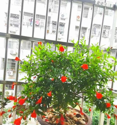 石榴花的养殖方法及技巧（打造盛开如火的石榴花园，迎来丰收的喜悦）