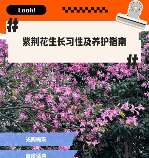 《紫荆花盆景养护指南》（如何正确养护紫荆花，打造精美的盆景）
