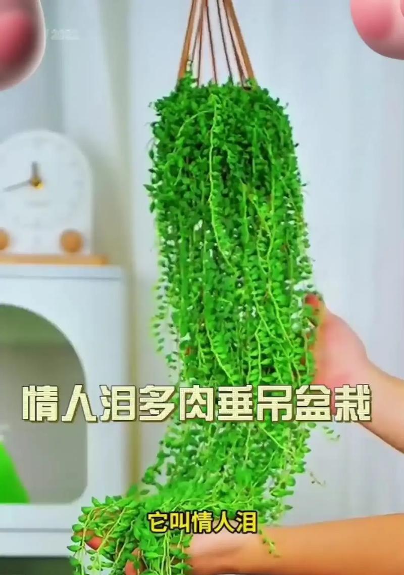 以情人泪多肉植物的扦插繁殖技巧（轻松掌握情人泪多肉植物繁殖的窍门）
