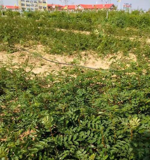 椒类作物的养殖方法详解（以看椒为例，分享成功的种植技巧）