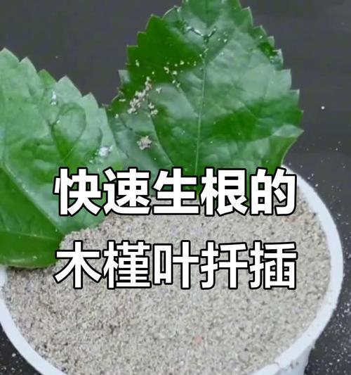 秋天可否扦插木槿花？（木槿花秋季扦插的方法与技巧）