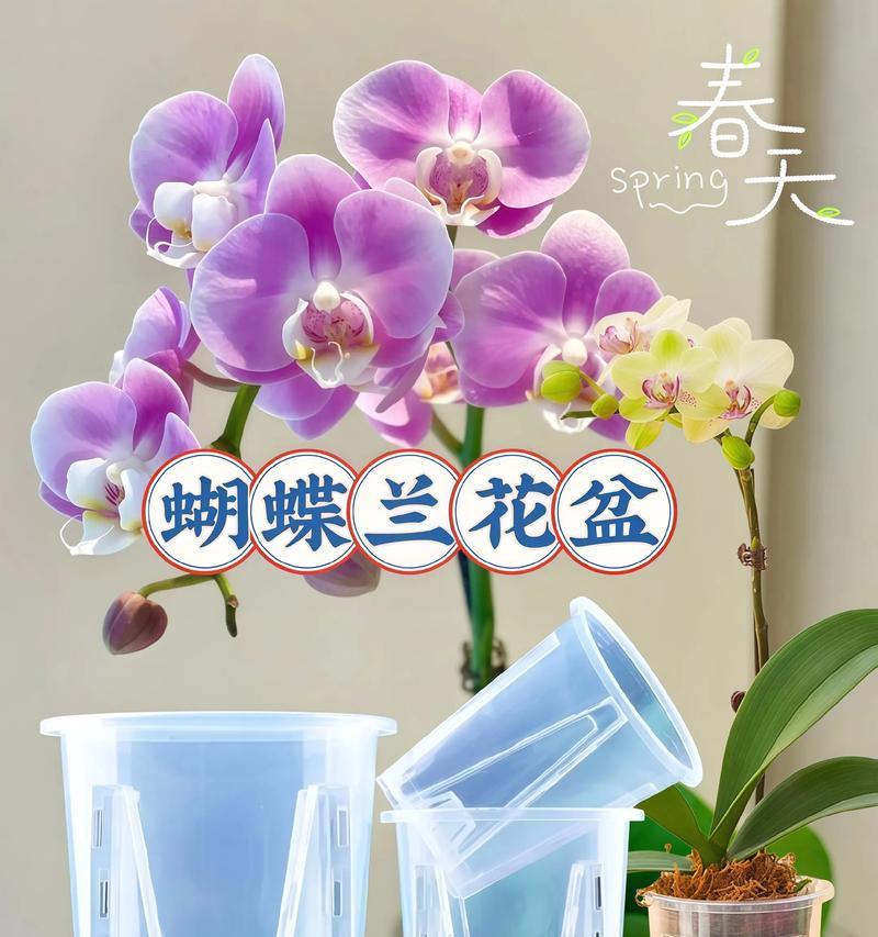 荧光蝴蝶兰盆栽的美丽与护理（耀眼夺目的蝴蝶兰，怎样正确护理才能持久绽放）